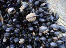 cozze