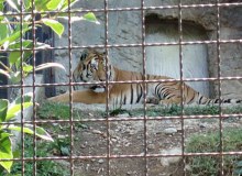 zoo