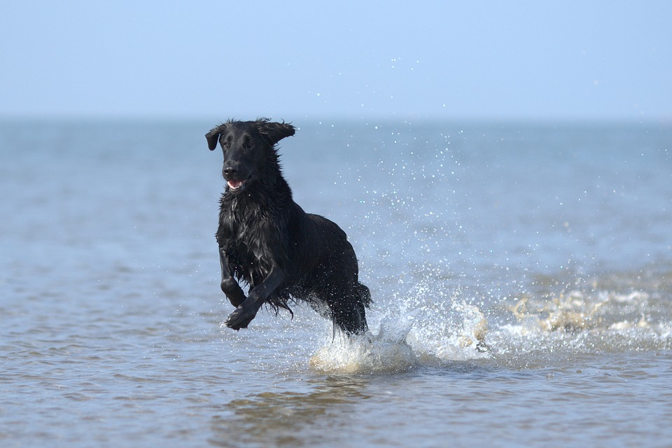 cane al mare