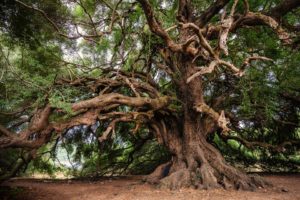 albero di olivo