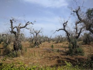 olivi rovinati da xylella