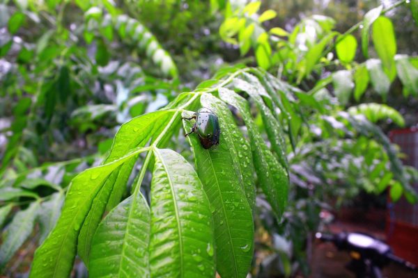Insetto nel giardino