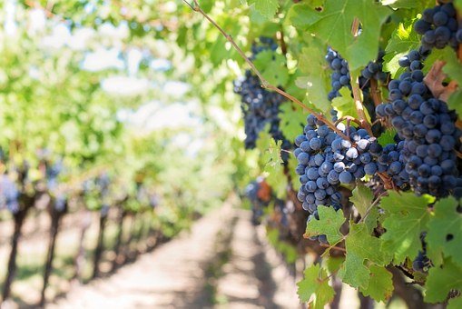 vino biologico