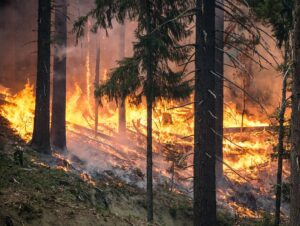 Amazzonia, WWF: si rischia il punto di non ritorno