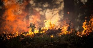 Emergenza roghi, Soil4life: stop alla pratica della bruciatura dei residui vegetali