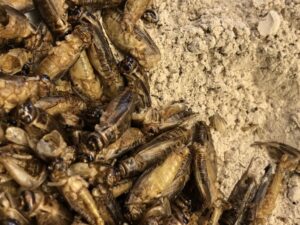 Grillo il nuovo Novel Food