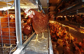 ciwf  Sistemi combinati con cancelletti aperti 