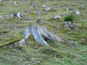 deforestazione