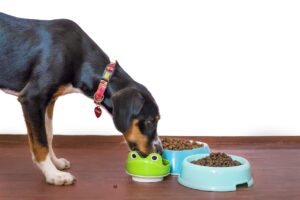 Animali da compagnia, cresce il mercato Pet food e Pet care