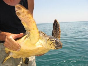 Biodiversità (Tartaruga Caretta caretta - Fonte: Legambiente)