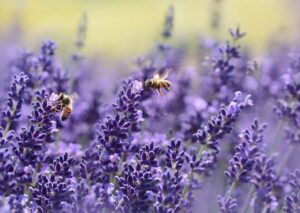 Insetti impollinatori, Ispra: il 9% di api e farfalle a rischio estinzione