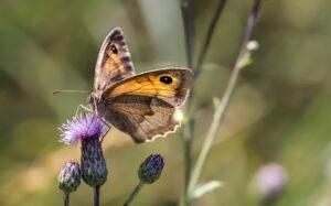 Insetti impollinatori