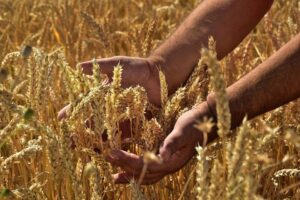 campo di grano