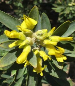 Al via LIFE SEEDFORCE, per salvare le specie vegetali autoctone dall’estinzione (nella foto Cytisus Aeolicus)