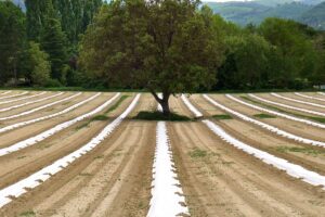 agricoltura