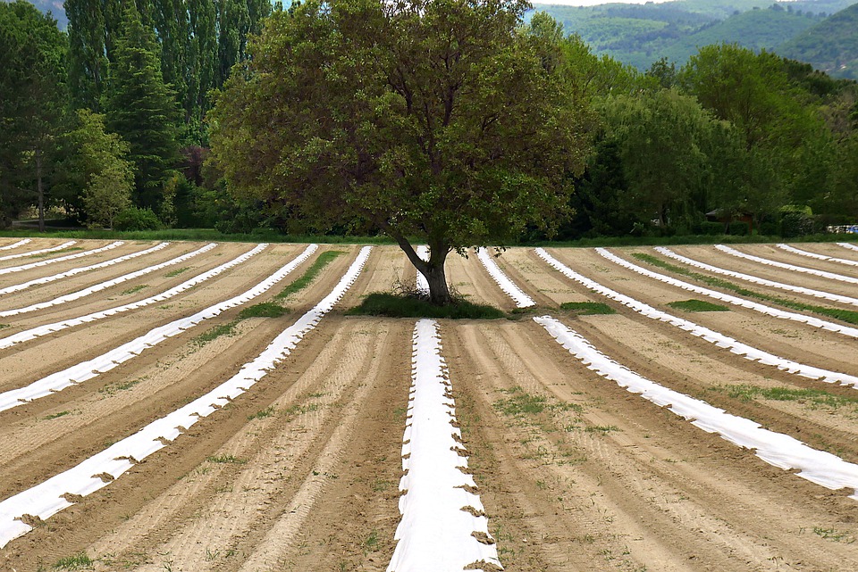 agricoltura