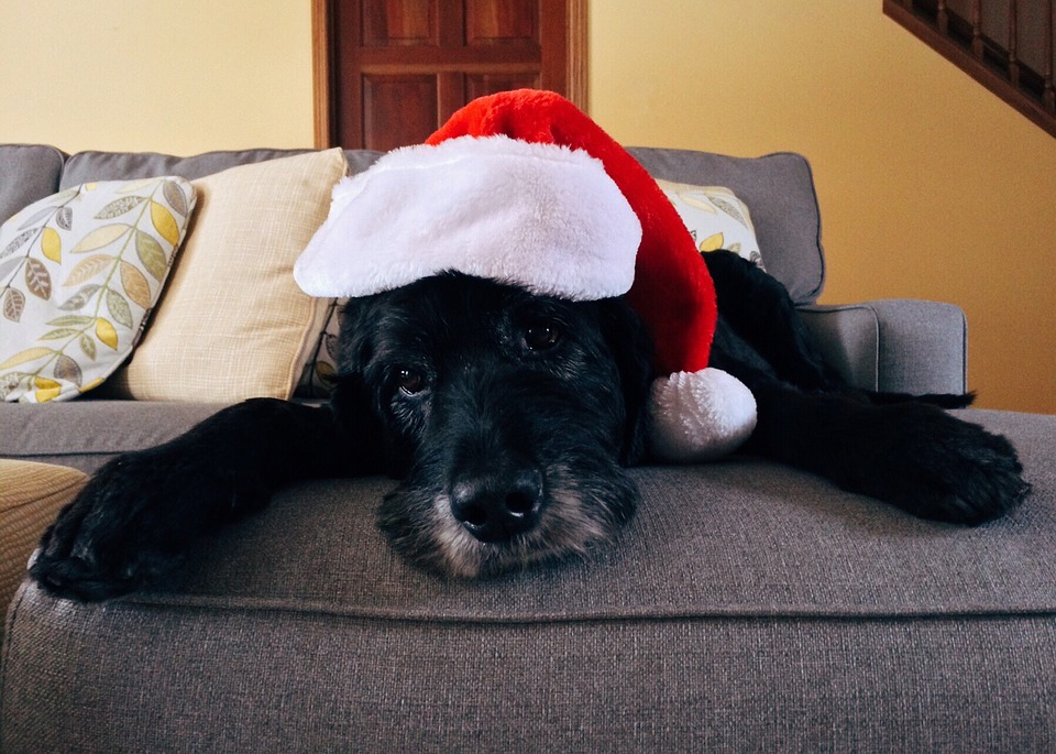 cane natale