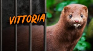 stop allevamenti di pellicce