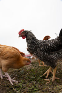Chickens at the Port Heiden farm. Port Heiden, Alaska (Fonte: WWF) - "Toccare con mano la crisi ecologica"