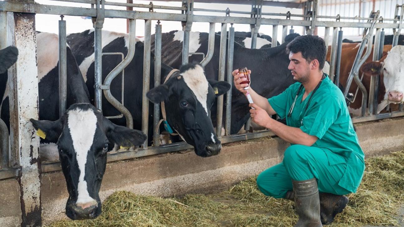 In calo i residui di farmaci veterinari negli animali, EFSA: dato più basso degli ultimi 11 anni (Fonte immagine: EFSA)