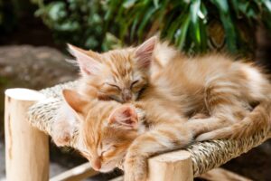 Giornata Nazionale del Gatto, i consigli di ANMVI per prendersi cura di lui