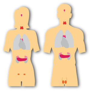Sistema endocrino