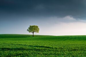 albero paesaggio natura