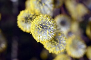 allergia alle graminacee