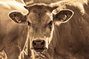 Benessere degli animali, dalle aziende risultati incoraggianti ma miglioramenti troppo lenti