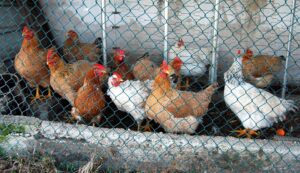 End the Cage Age, associazioni: l’Italia si schieri contro le gabbie in allevamento