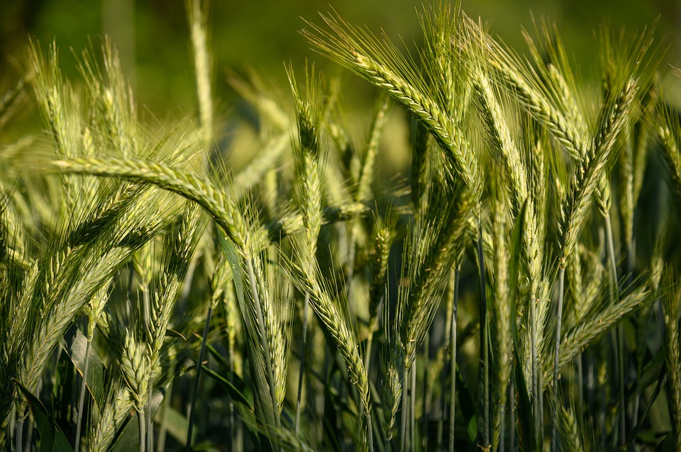 Sicurezza alimentare, le misure dell'UE a sostegno di consumatori e agricoltori