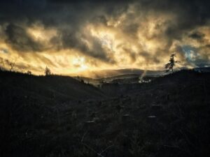 deforestazione