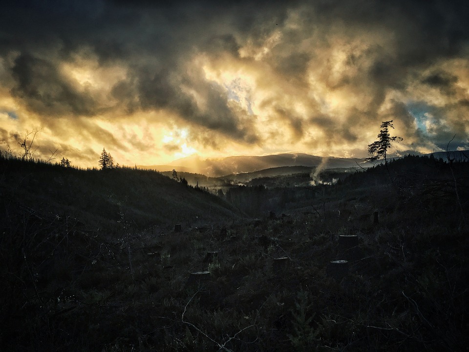 deforestazione