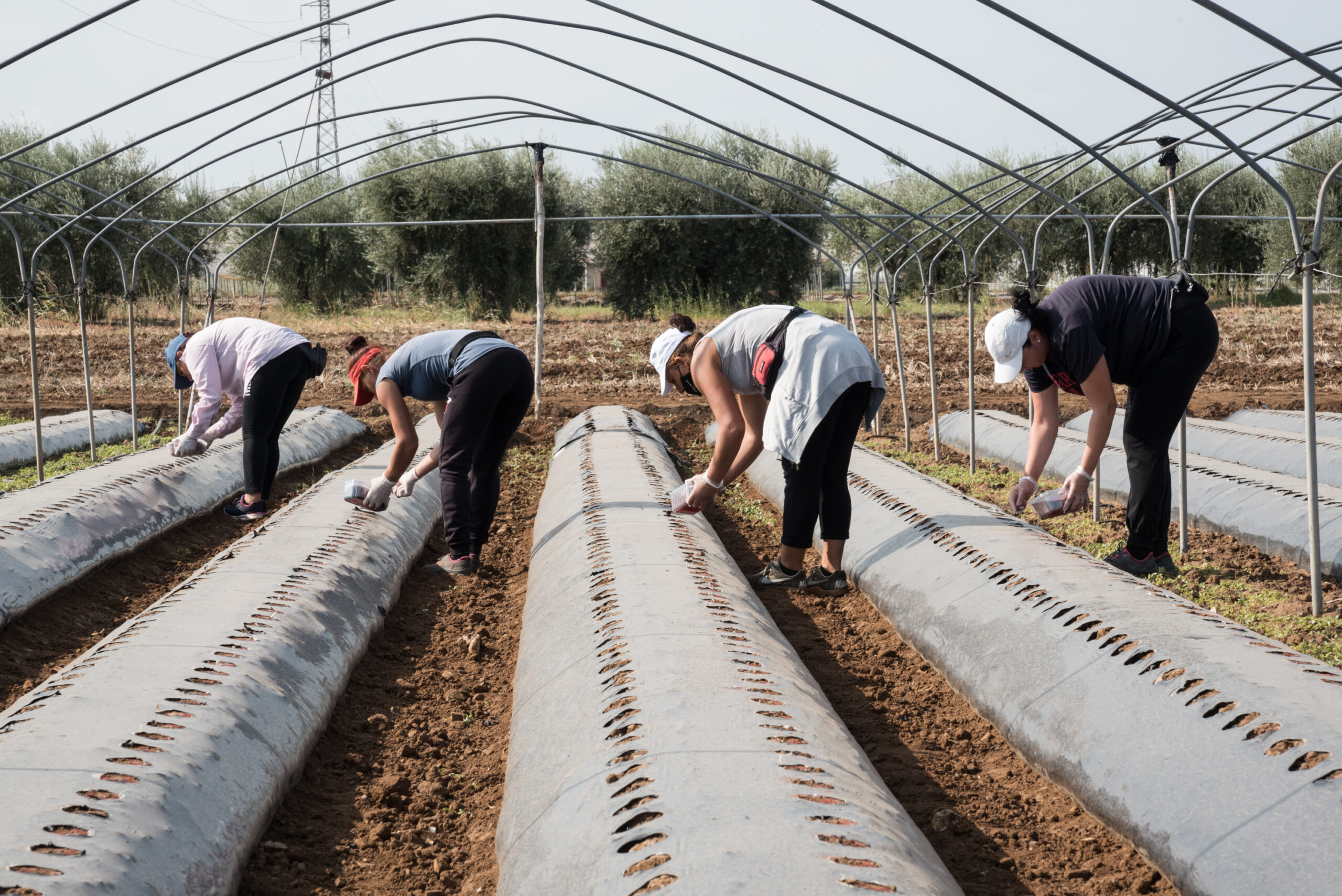 Donne in agricoltura, la denuncia di ActionAid: sfruttamento, violenza e diritti negati (Immagine: Campo di fragole_@ActionAid)