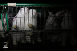 End The Cage Age / Essere Animali