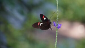 Biodiversità: la risposta alle sfide dello sviluppo sostenibile. Il 22 maggio la Giornata mondiale