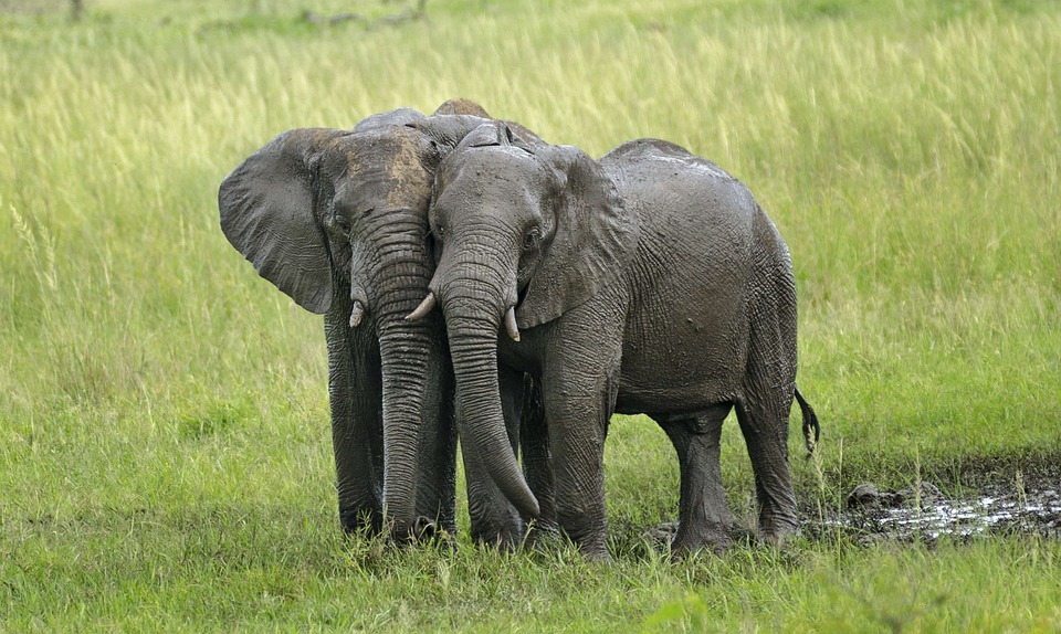 elefante