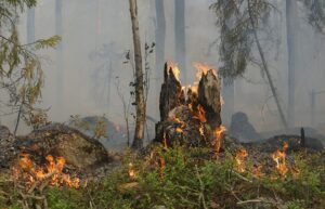 Emergenza incendi in Italia, Legambiente: 159.437 ettari devastati dalle fiamme nel 2021