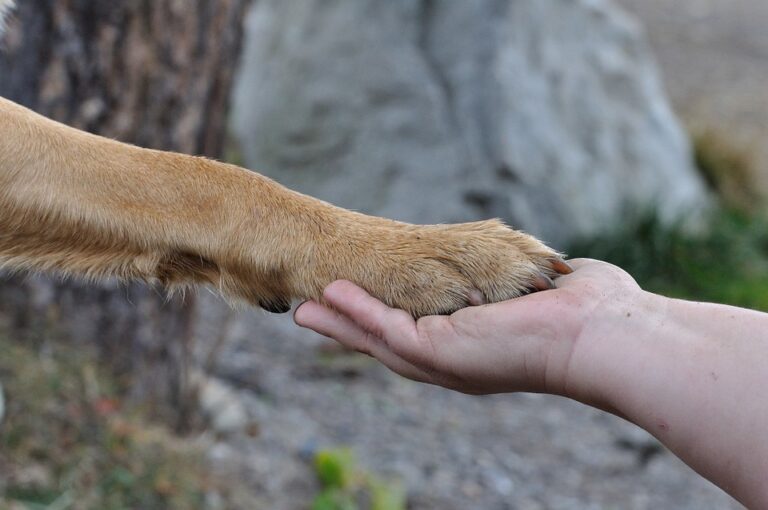 Benessere degli animali, le spese da affrontare per accudire al meglio il proprio cane