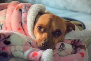 Giornata degli Animali, Enpa chiede la riduzione dell’IVA al 10% per pet food e spese veterinarie
