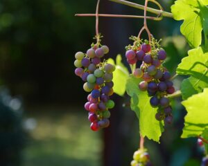 Agroecologia circolare, Legambiente: filiere made in Italy sostenibili e biologico al centro