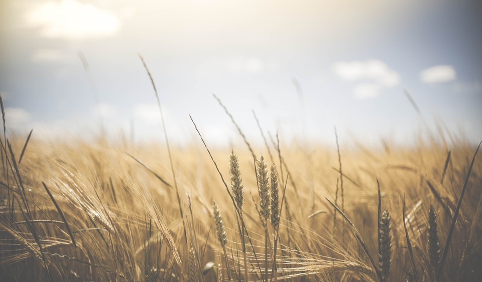 Materie prime alimentari, FAO: a ottobre prezzi stabili. I cereali aumentano del 3%