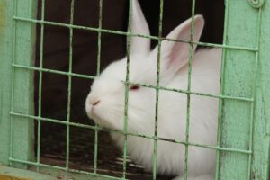 End The Cage Age, ieri il Convegno sul passaggio a sistemi cage-free per conigli e quaglie