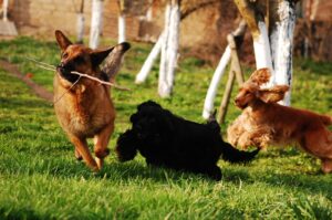Animali in città, performance appena sufficienti per meno di una Amministrazione comunale su 3
