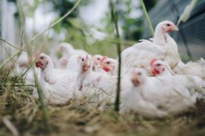 Benessere animale, EFSA raccomanda alternative alle gabbie polli da carne e galline ovaiole