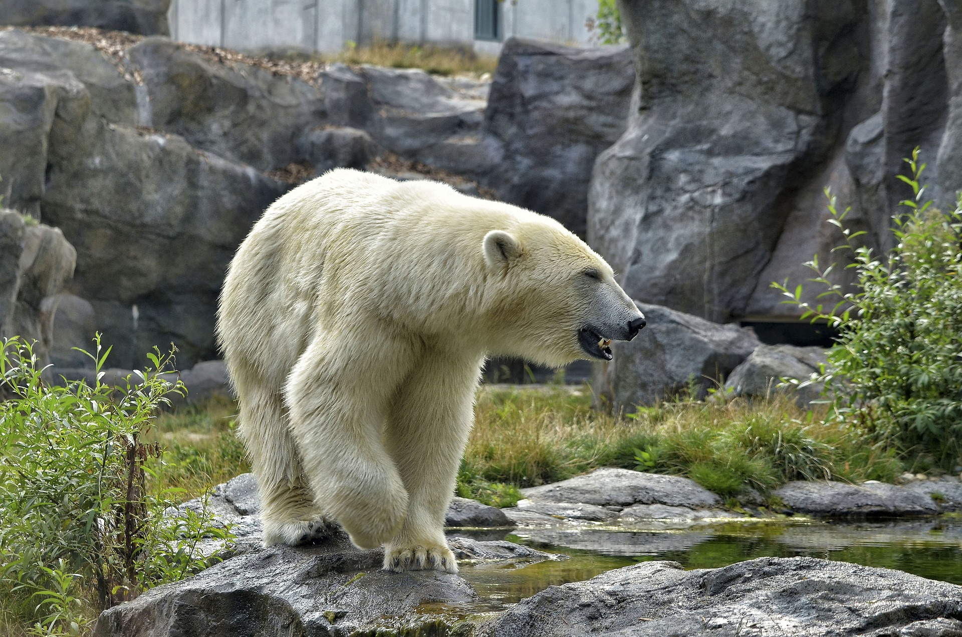 https://pixabay.com/it/photos/icebear-zoo-orso-polare-pelliccia-2641842/