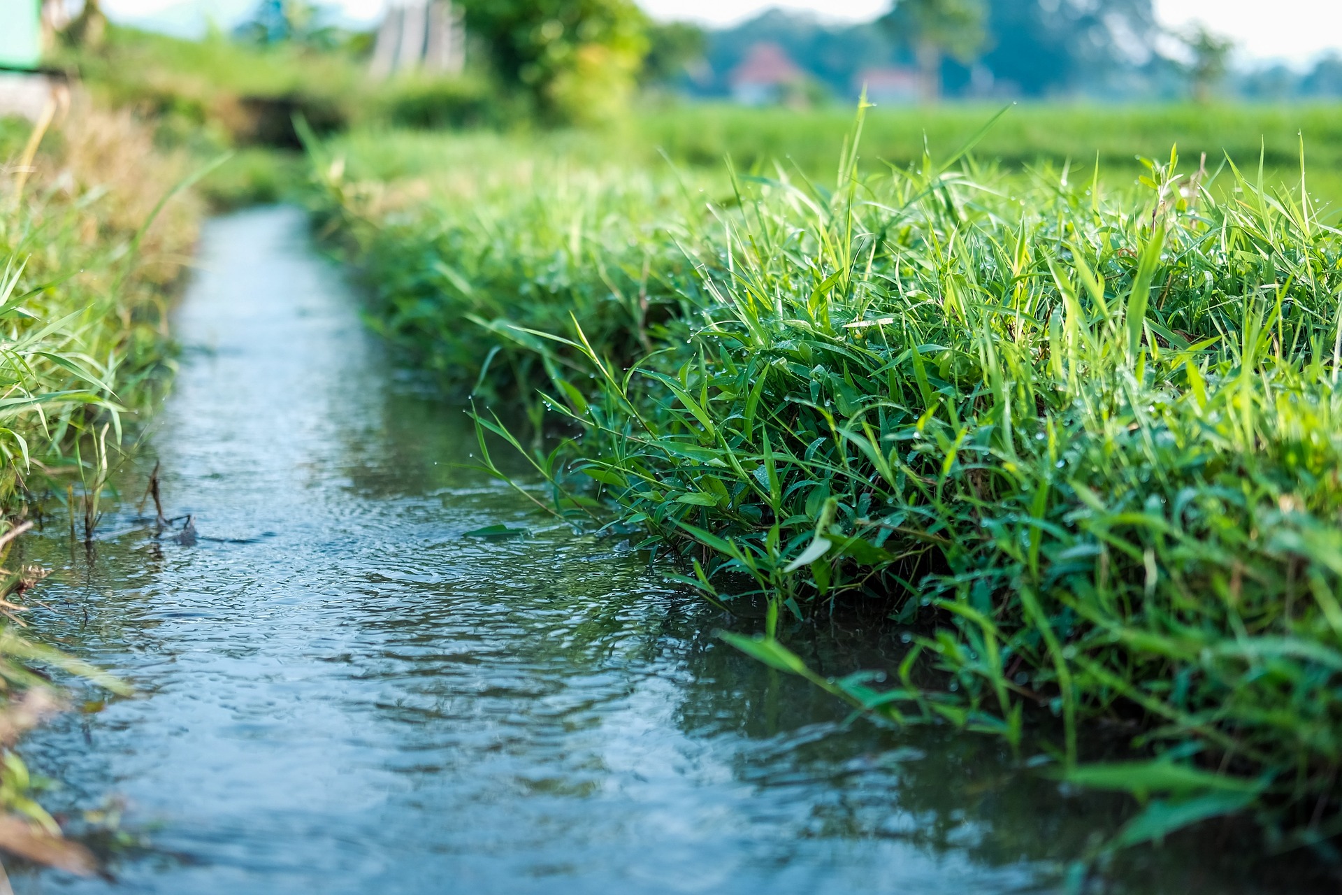 https://pixabay.com/it/photos/naturale-acqua-verde-erba-pianta-4993016/