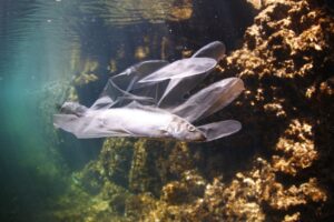 Nel Mediterraneo 1 pesce su 3 ha ingerito plastica. Lo studio del progetto COMMON