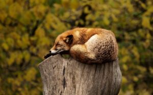 Stop alle pellicce, nuova inchiesta di Essere Animali: volpi in gabbia e sofferenze crudeli