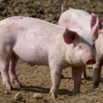 Benessere degli animali nell'UE, Animalisti: eurodeputati chiedono un Commissario europeo dedicato